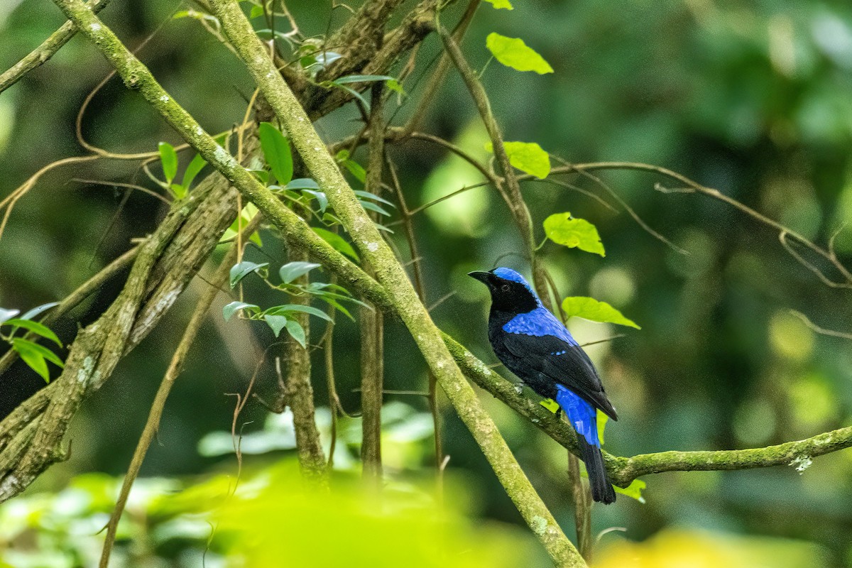 Asian Fairy-bluebird - ML636760097