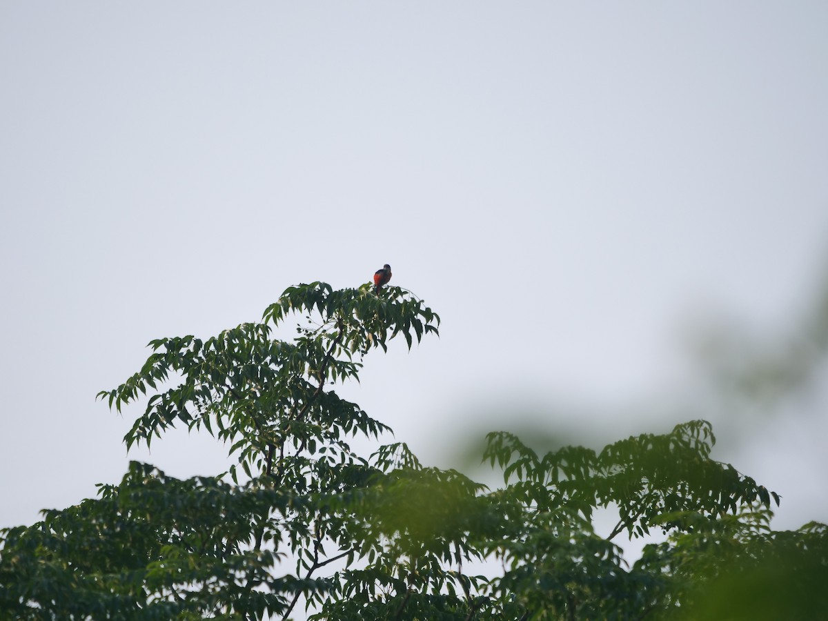 Minivet Gorjigrís - ML636760340