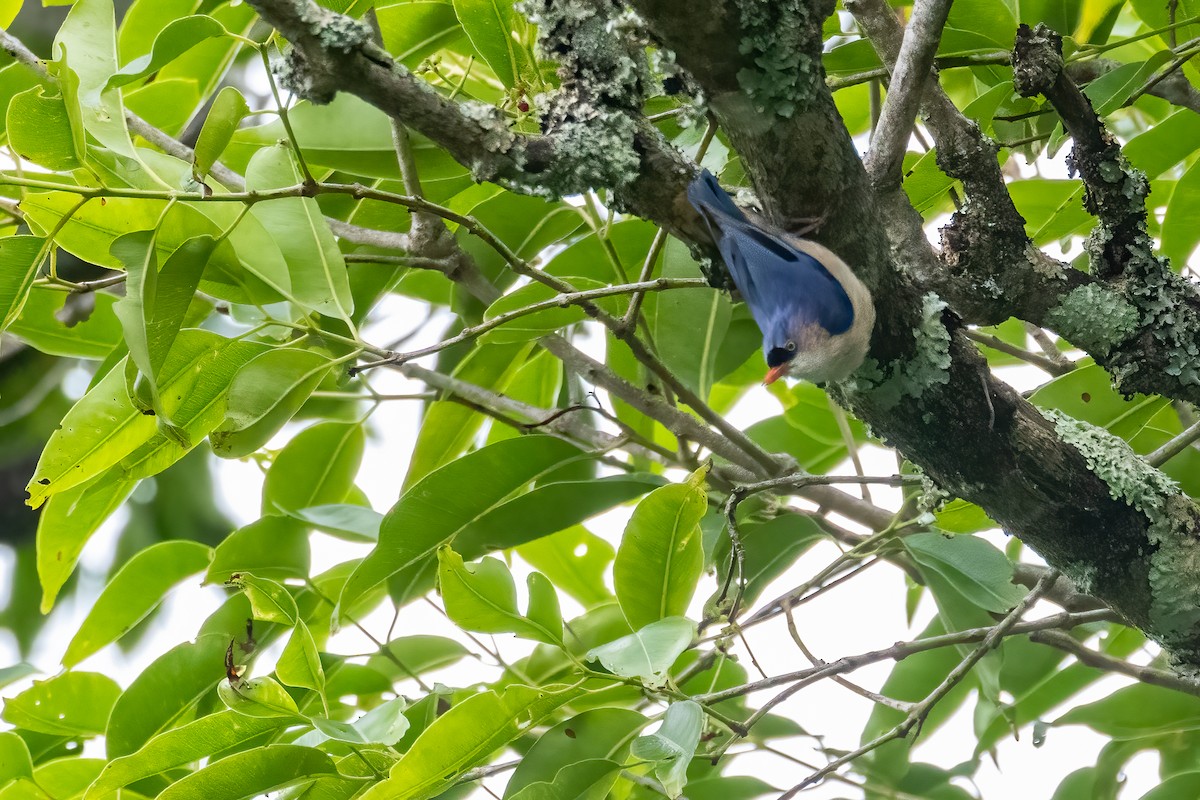Velvet-fronted Nuthatch - ML636760351