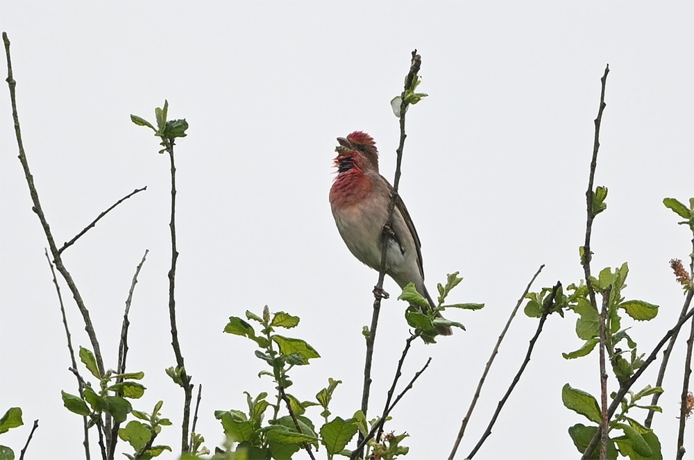 Common Rosefinch - ML636760383