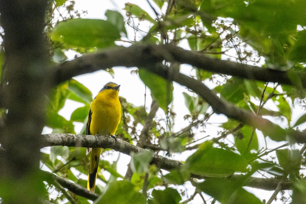 Orange Minivet - ML636760442