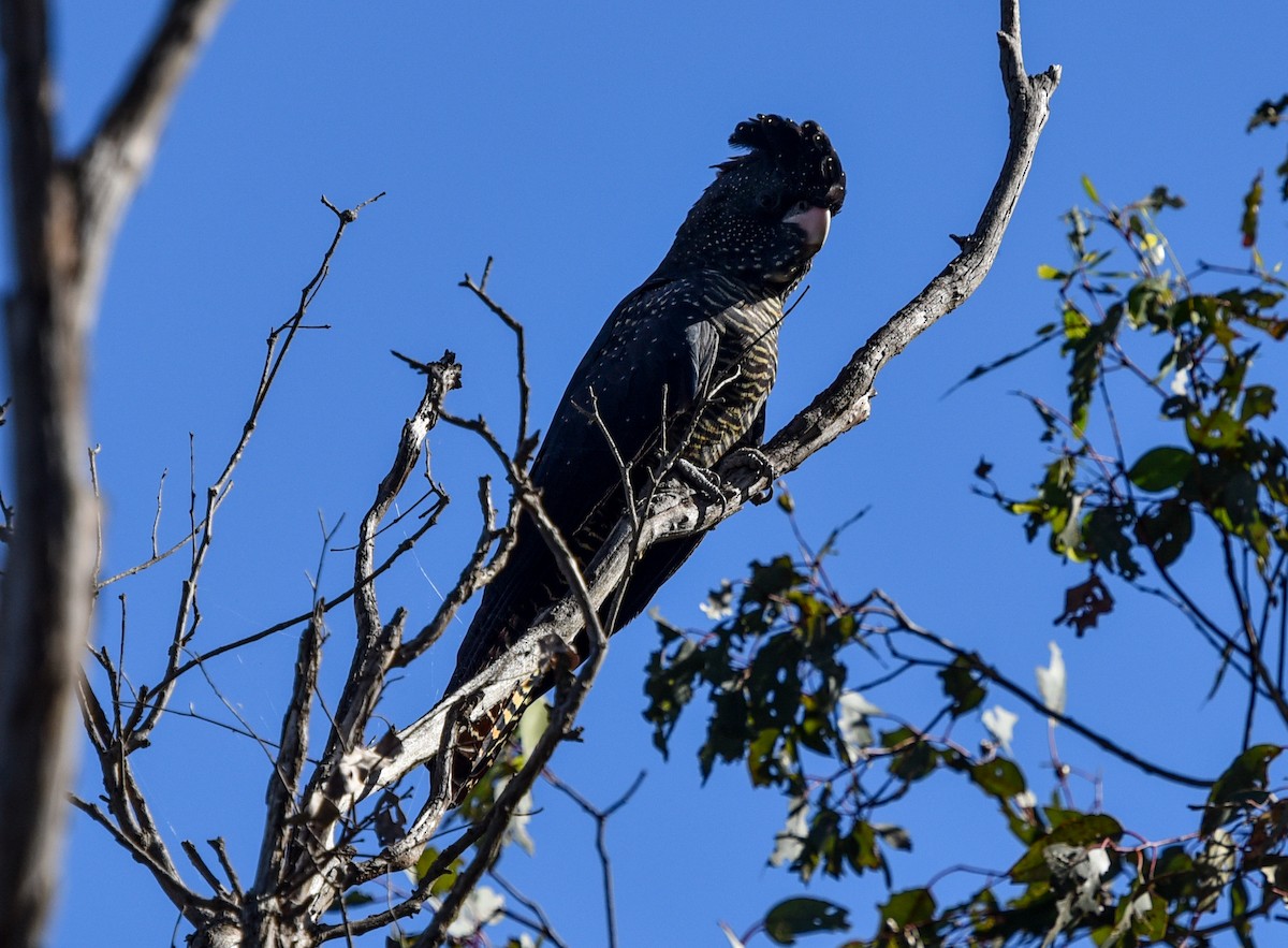 Red-tailed Black-Cockatoo - ML636760497