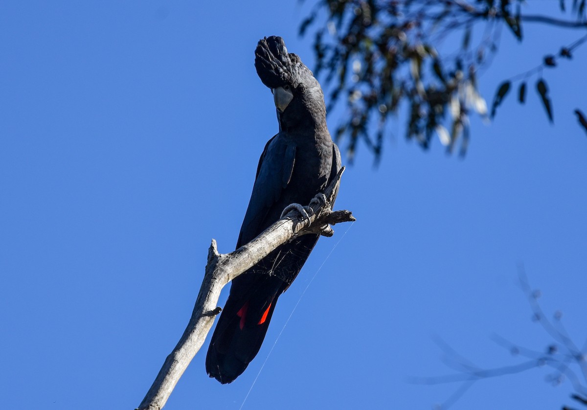 Red-tailed Black-Cockatoo - ML636760498