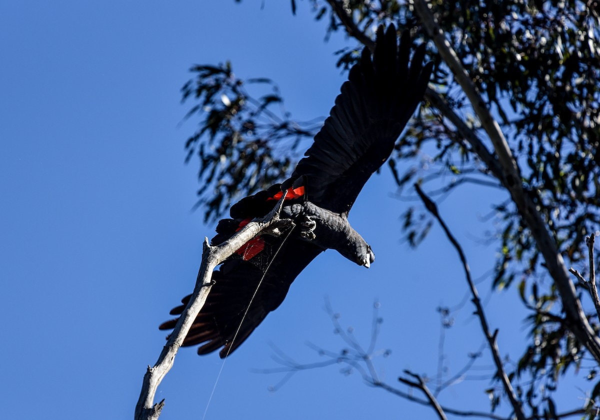 Red-tailed Black-Cockatoo - ML636760499