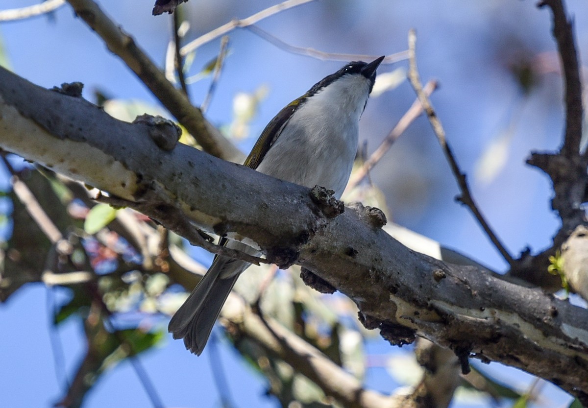 Gilbert's Honeyeater - ML636760506