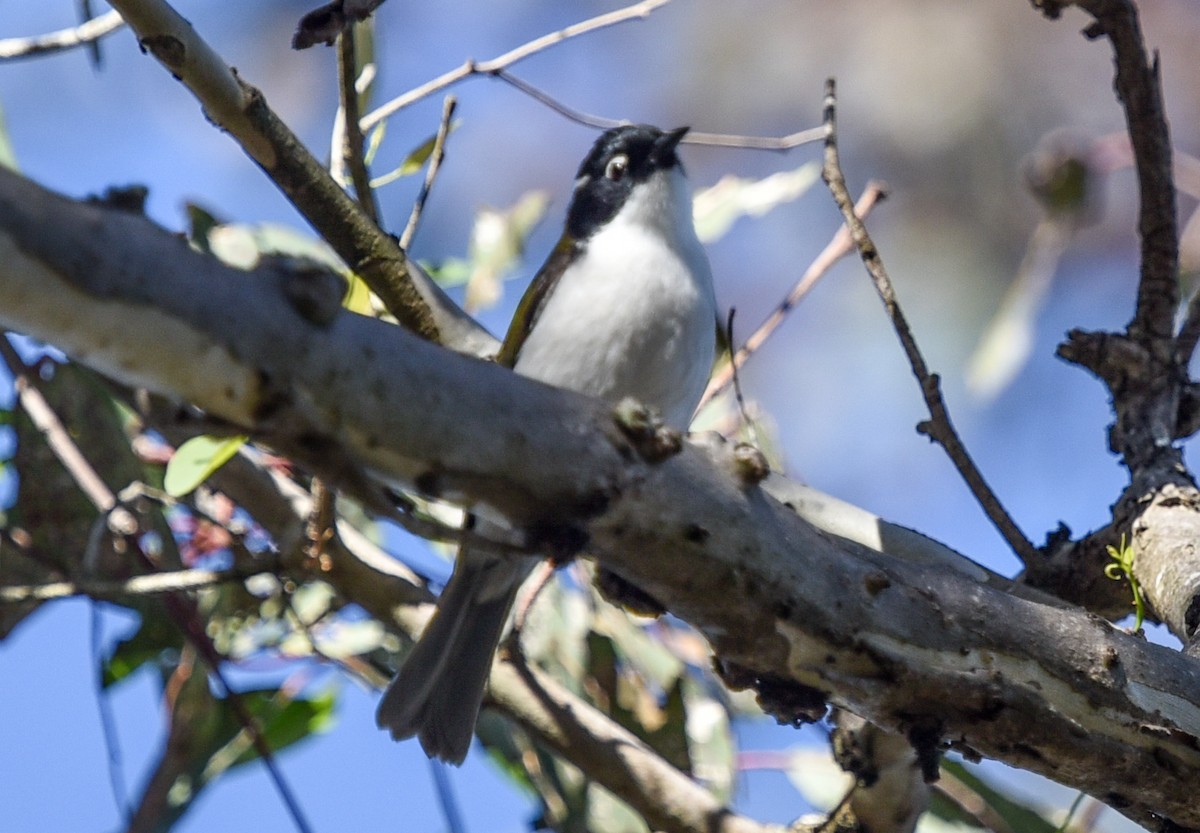 Gilbert's Honeyeater - ML636760507