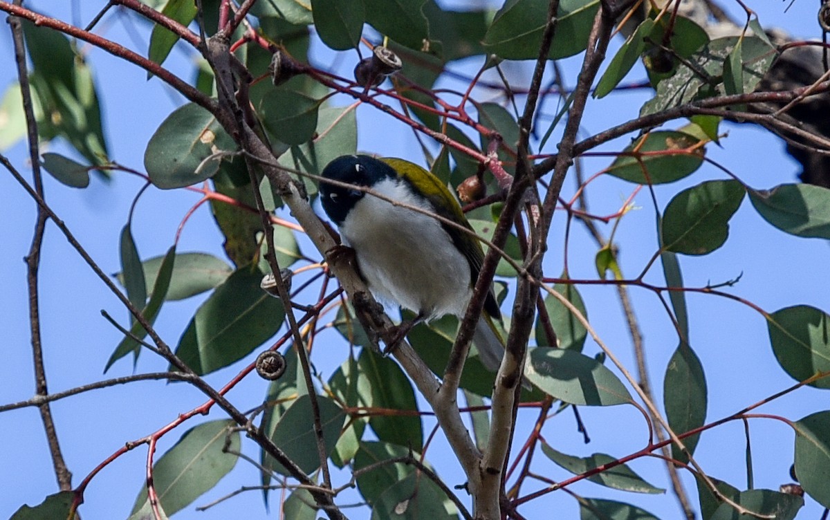 Gilbert's Honeyeater - ML636760508