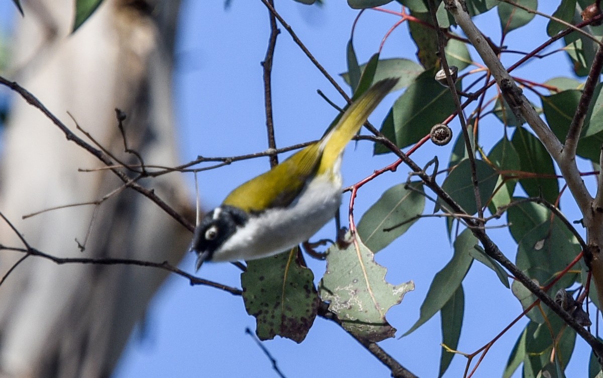 Gilbert's Honeyeater - ML636760509