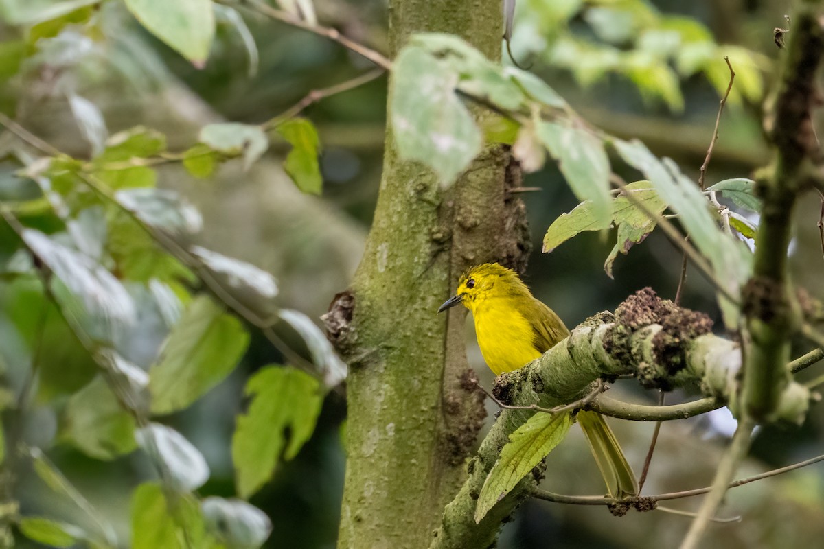 Yellow-browed Bulbul - ML636760601