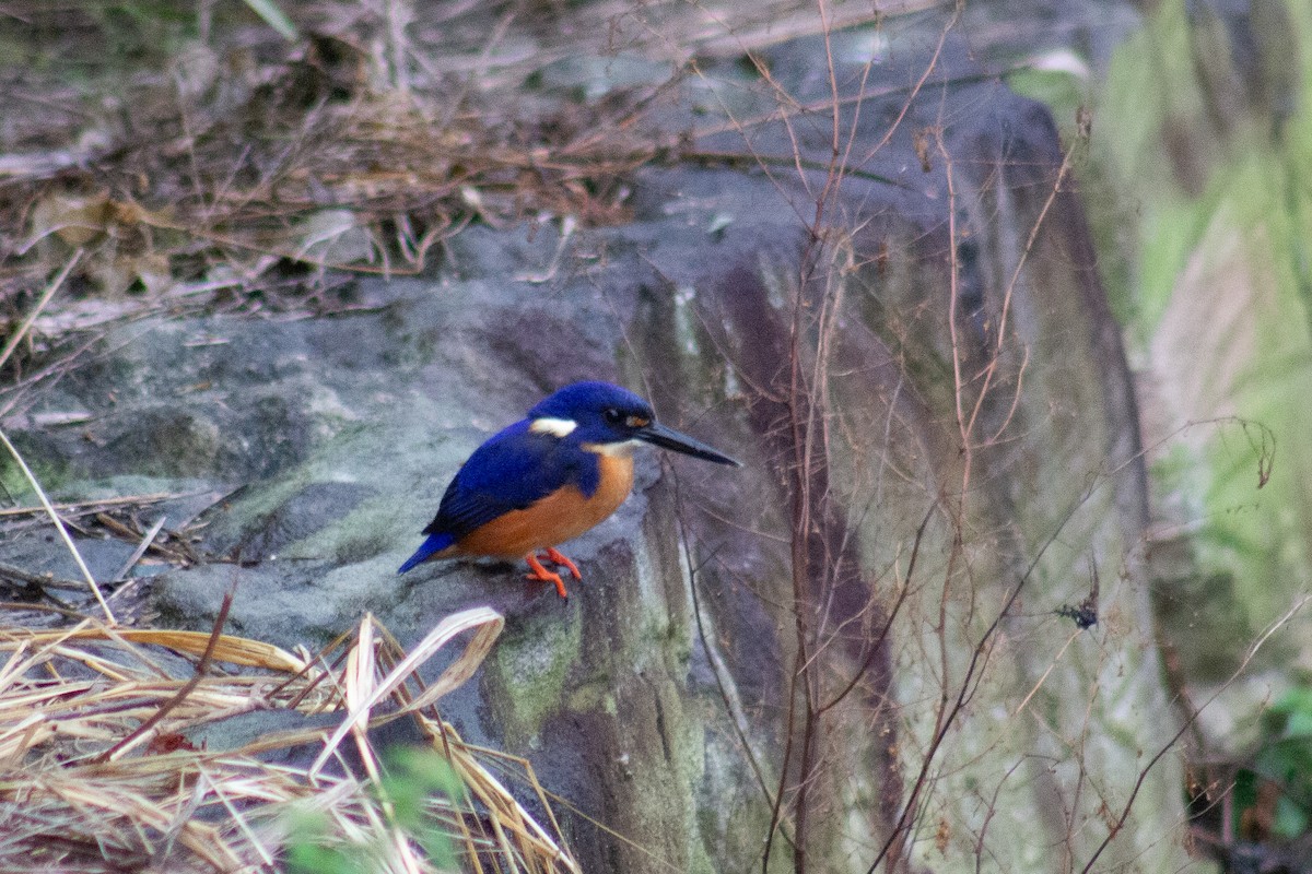 ルリミツユビカワセミ - ML636760722