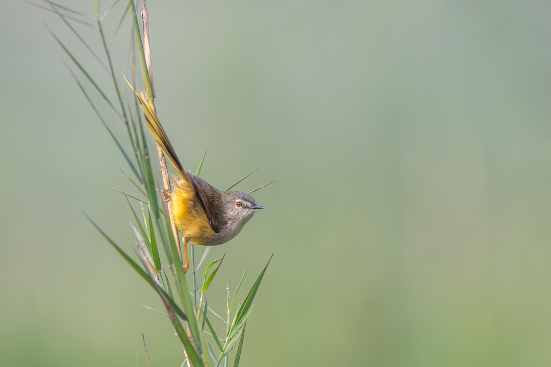 Yellow-bellied Prinia - ML636760724