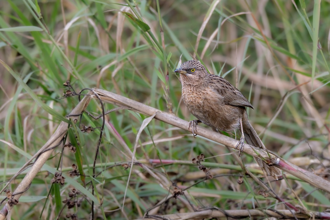 Striated Babbler - ML636760754