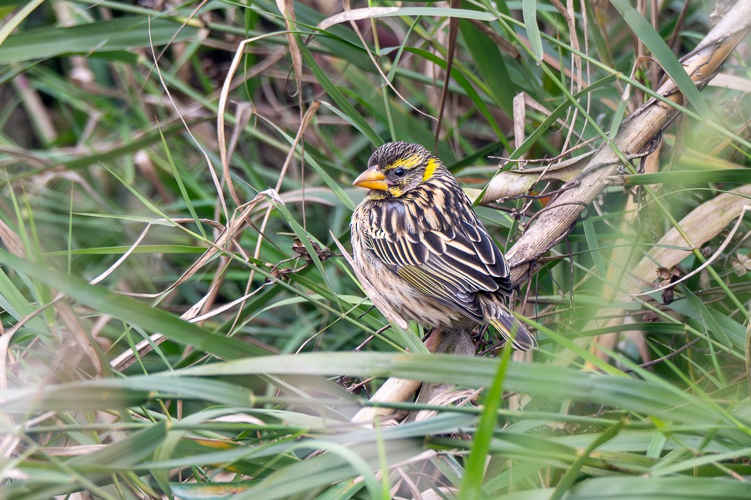Streaked Weaver - ML636760756
