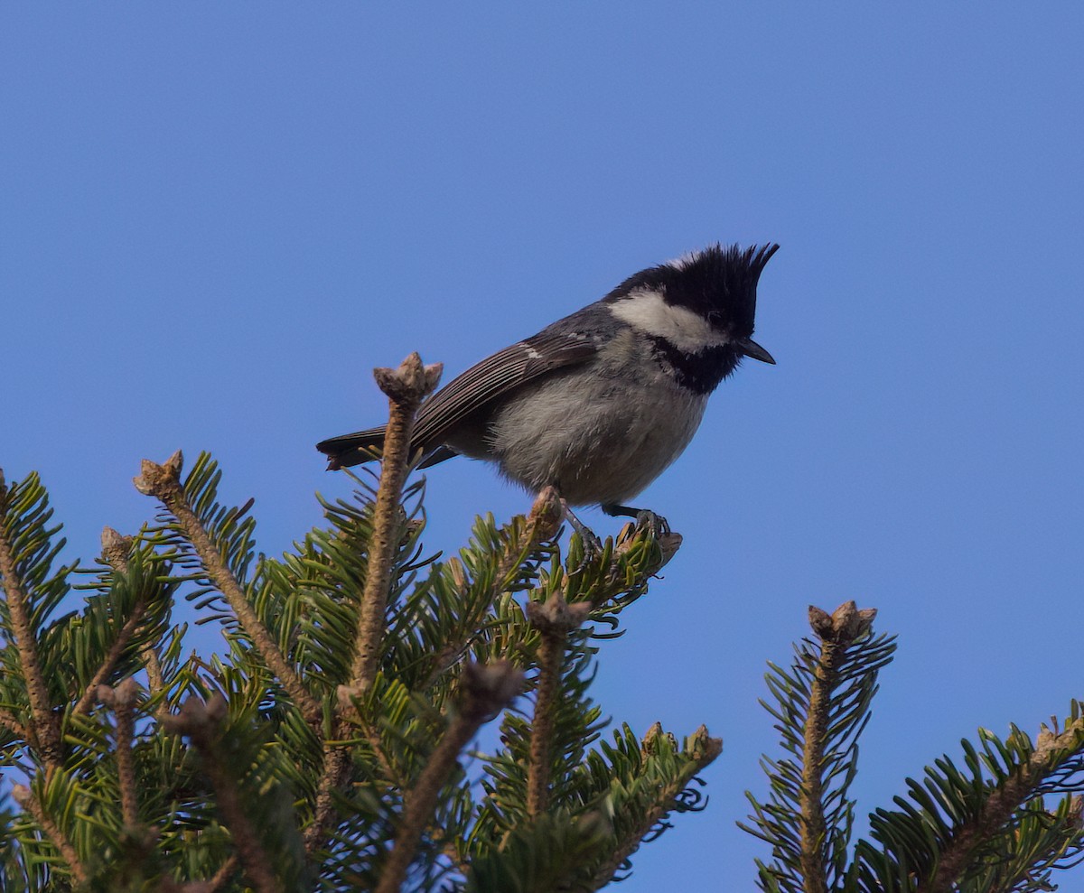 Өдөрч хөх бух - ML636760805