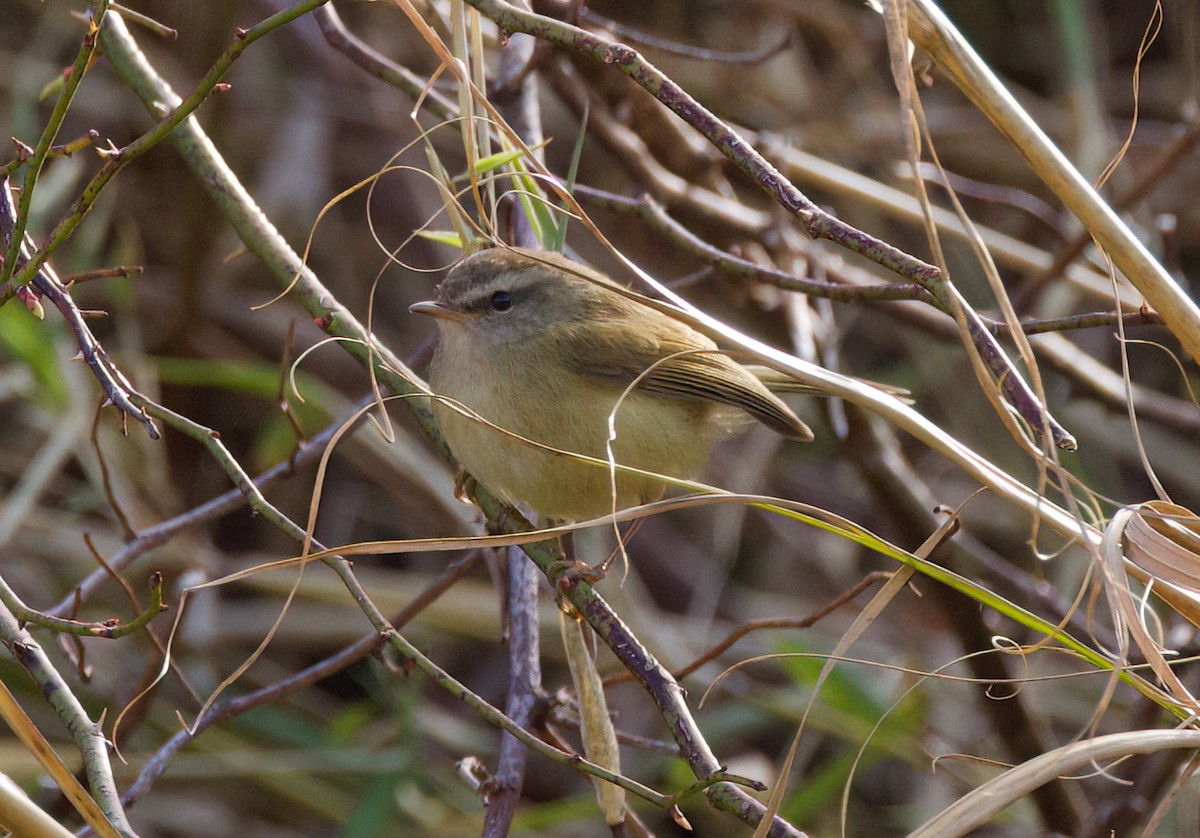 Yellowish-bellied Bush Warbler - ML636760809