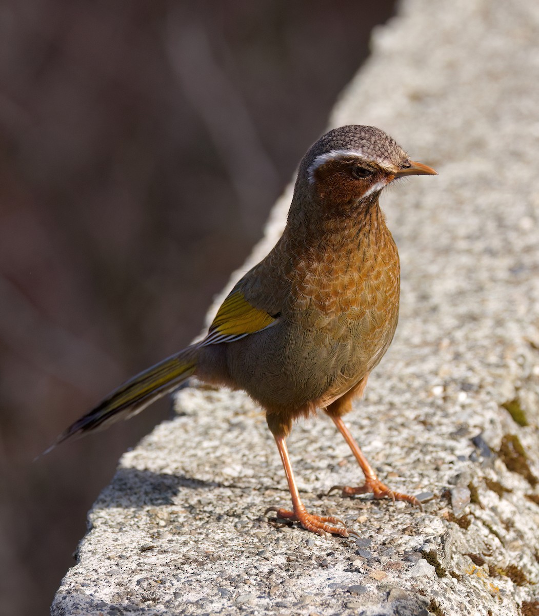 White-whiskered Laughingthrush - ML636760812