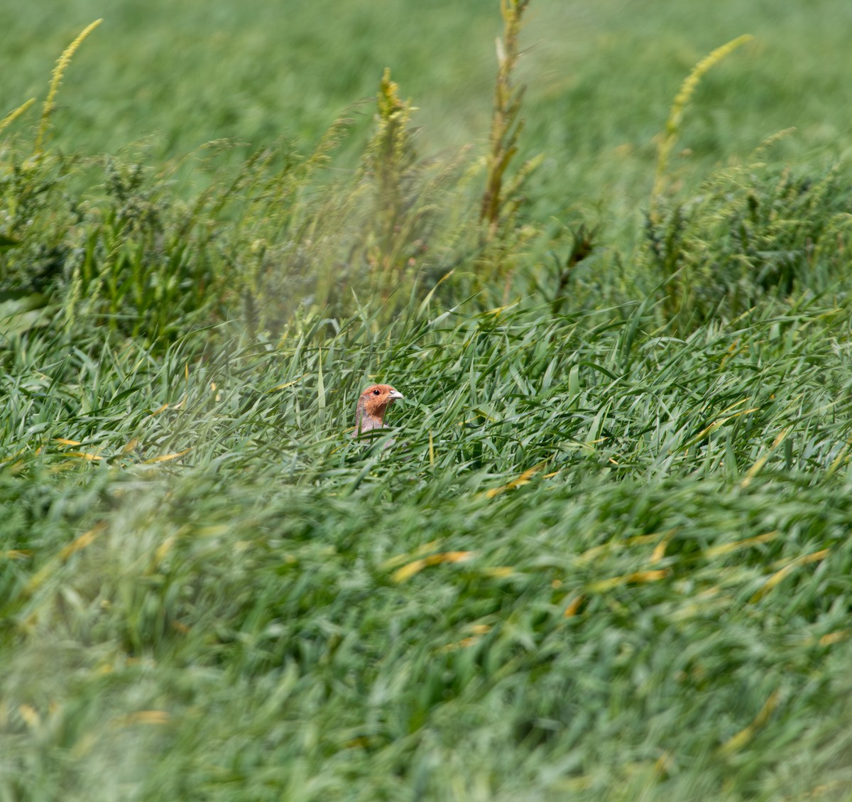 Gray Partridge - ML636760813