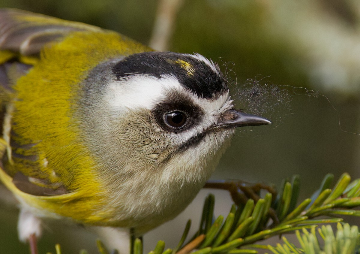 Flamecrest - ML636760816