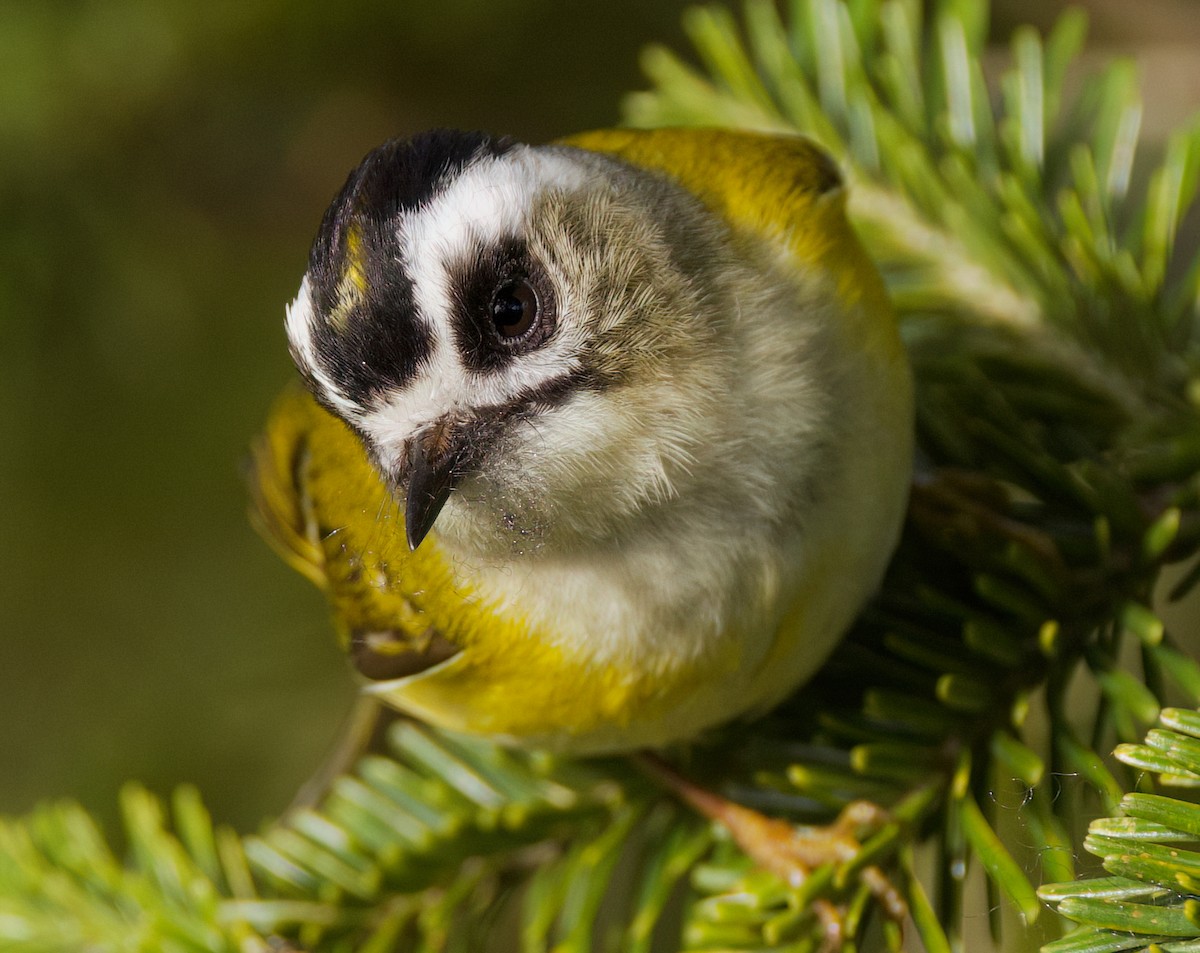 Flamecrest - ML636760817