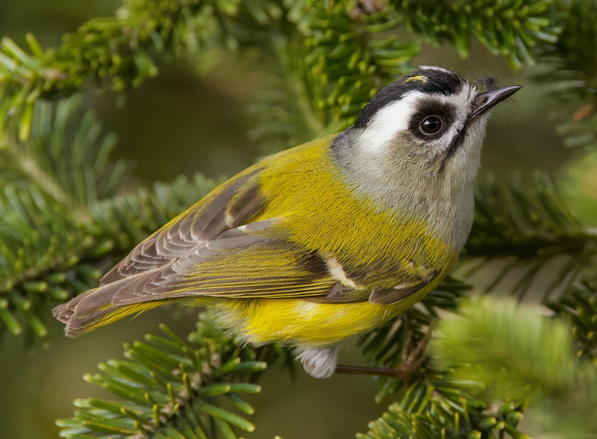 Flamecrest - ML636760818