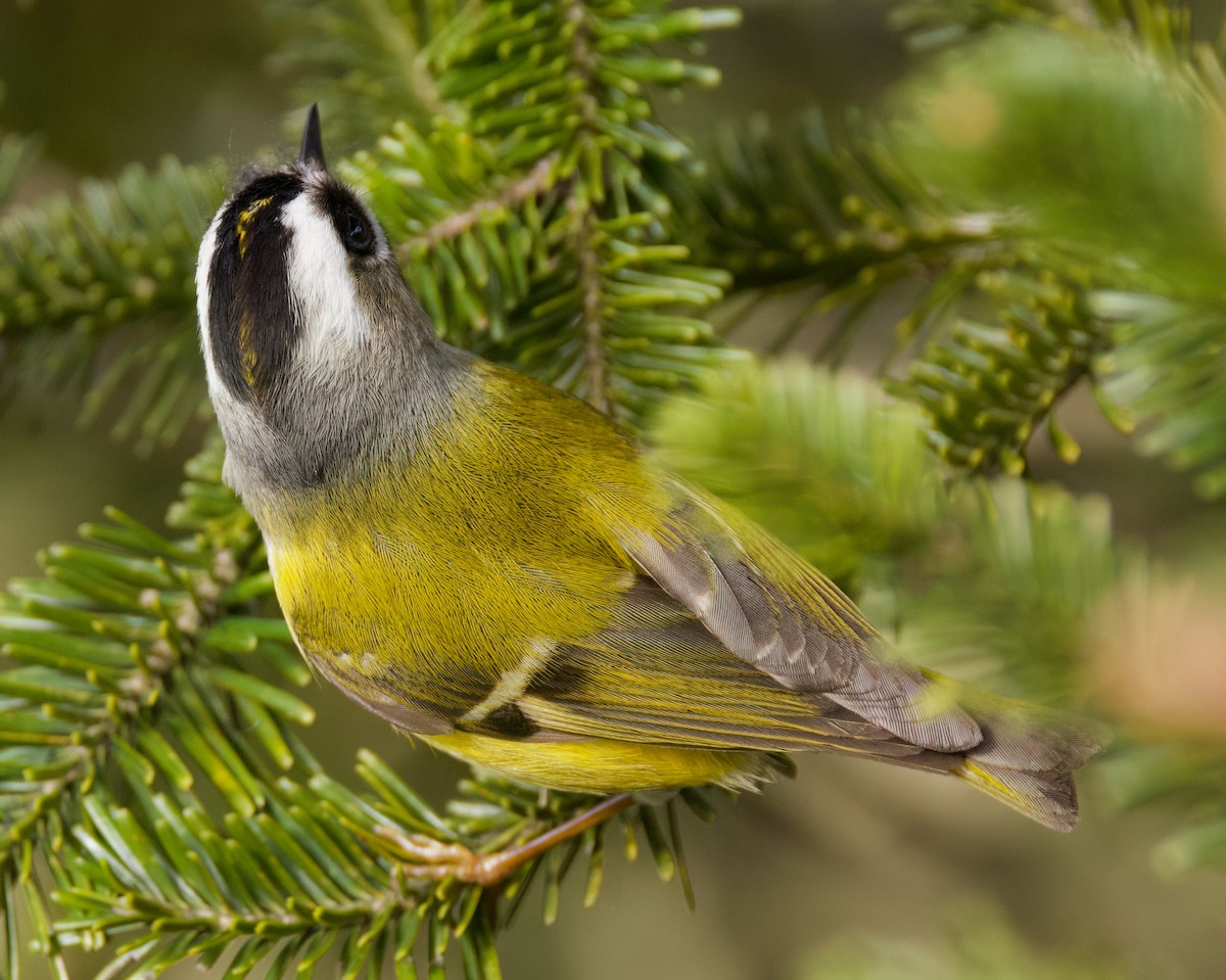 Flamecrest - ML636760819