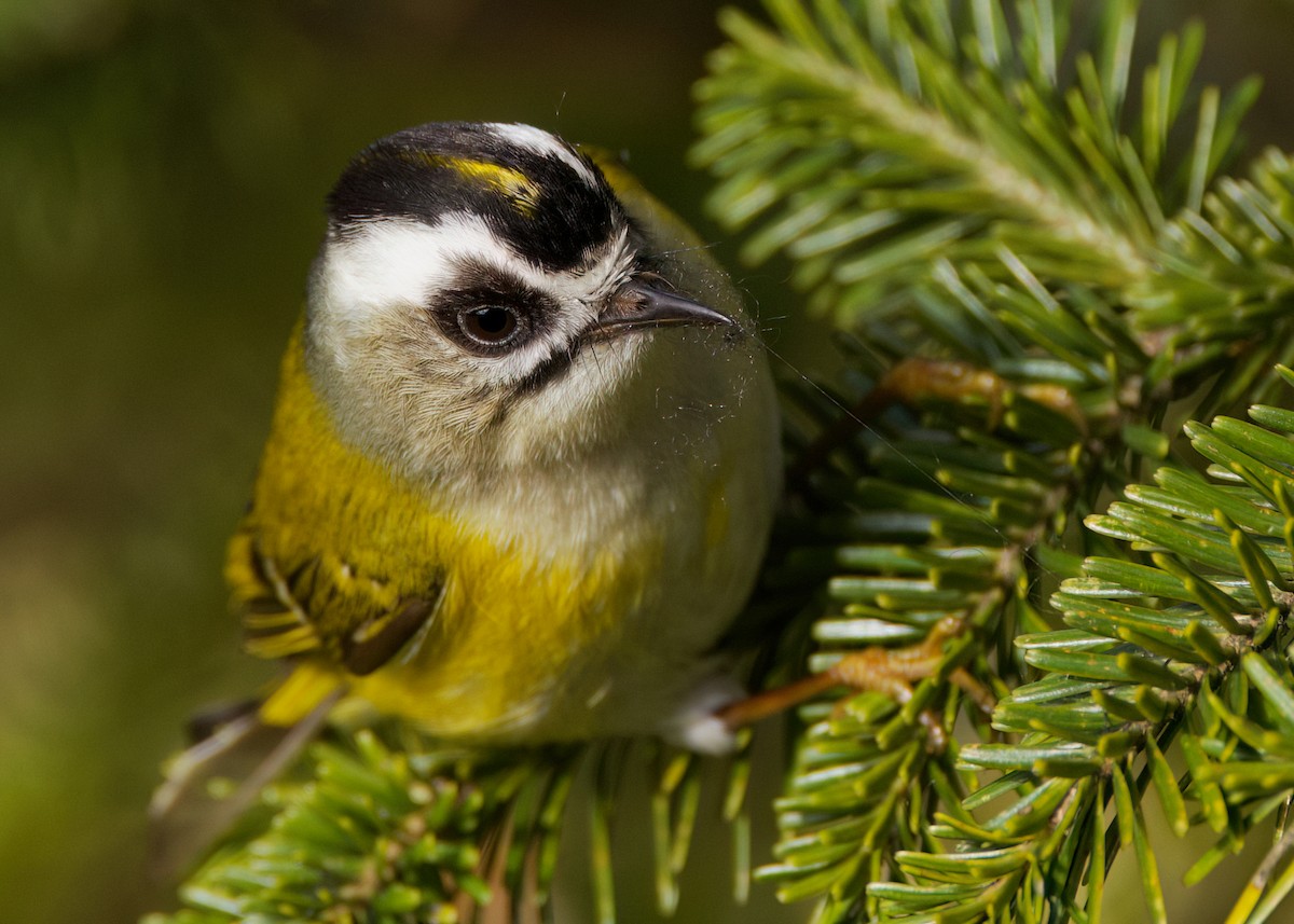 Flamecrest - ML636760820