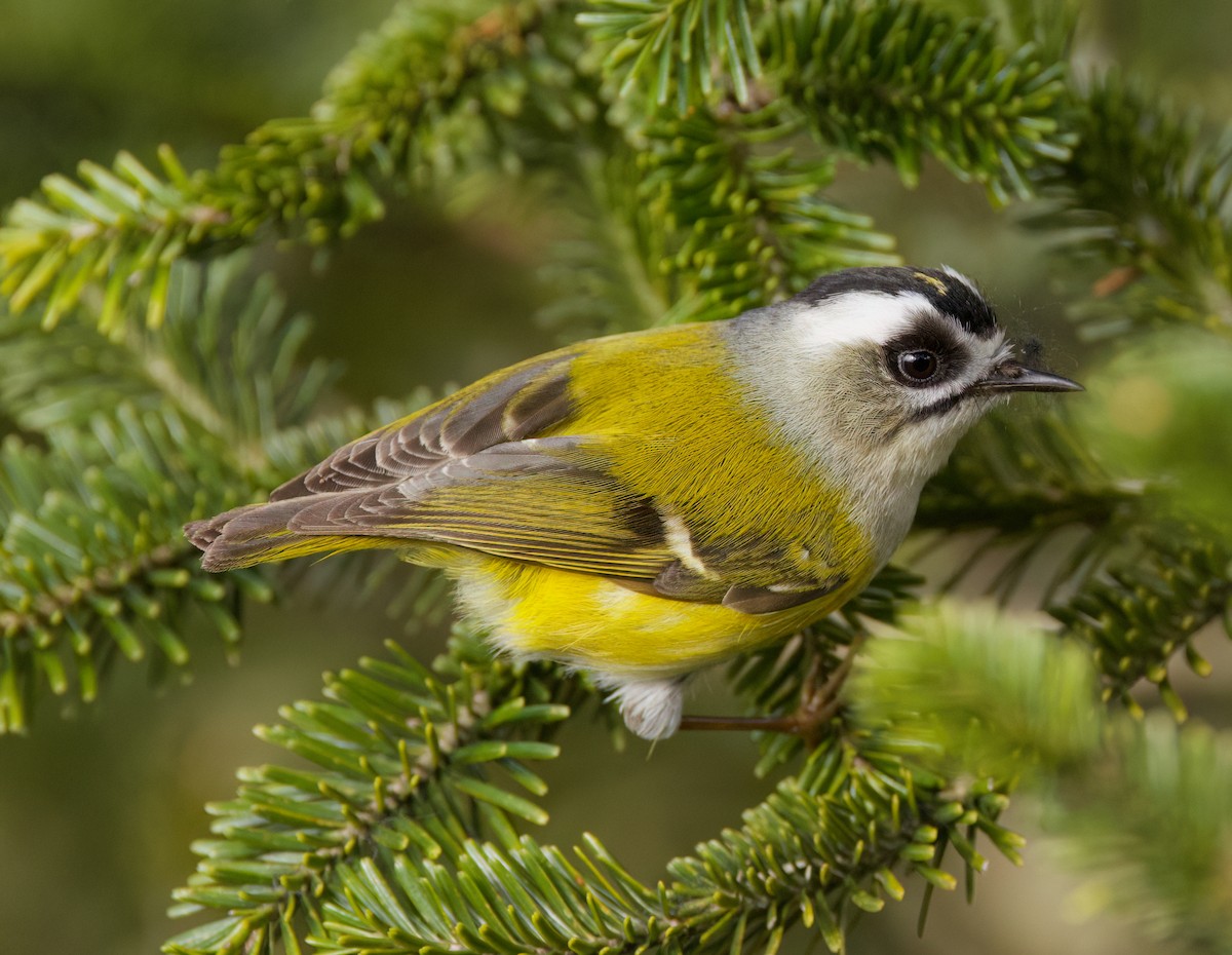 Flamecrest - ML636760821