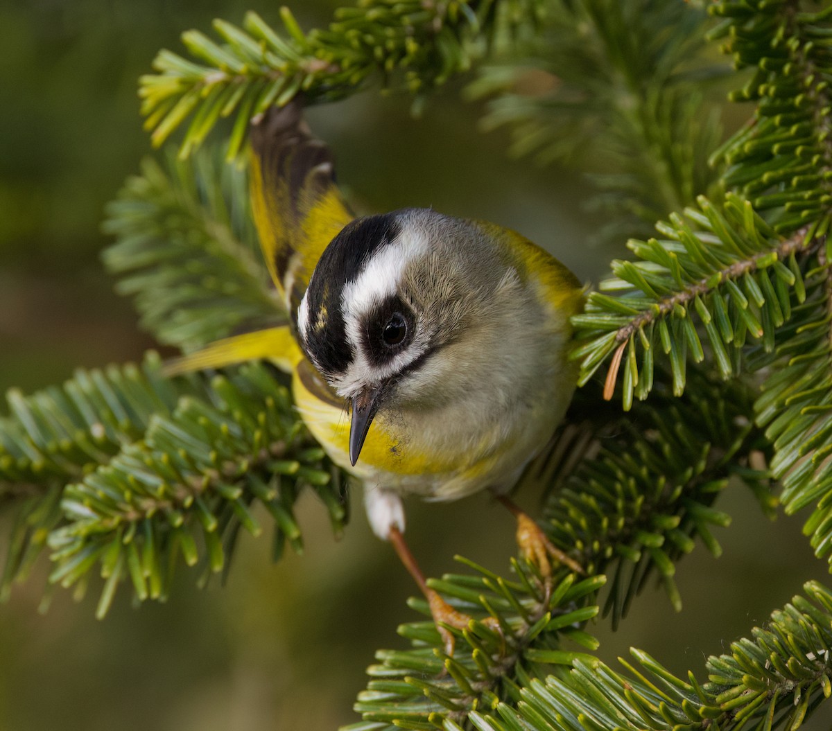 Flamecrest - ML636760822