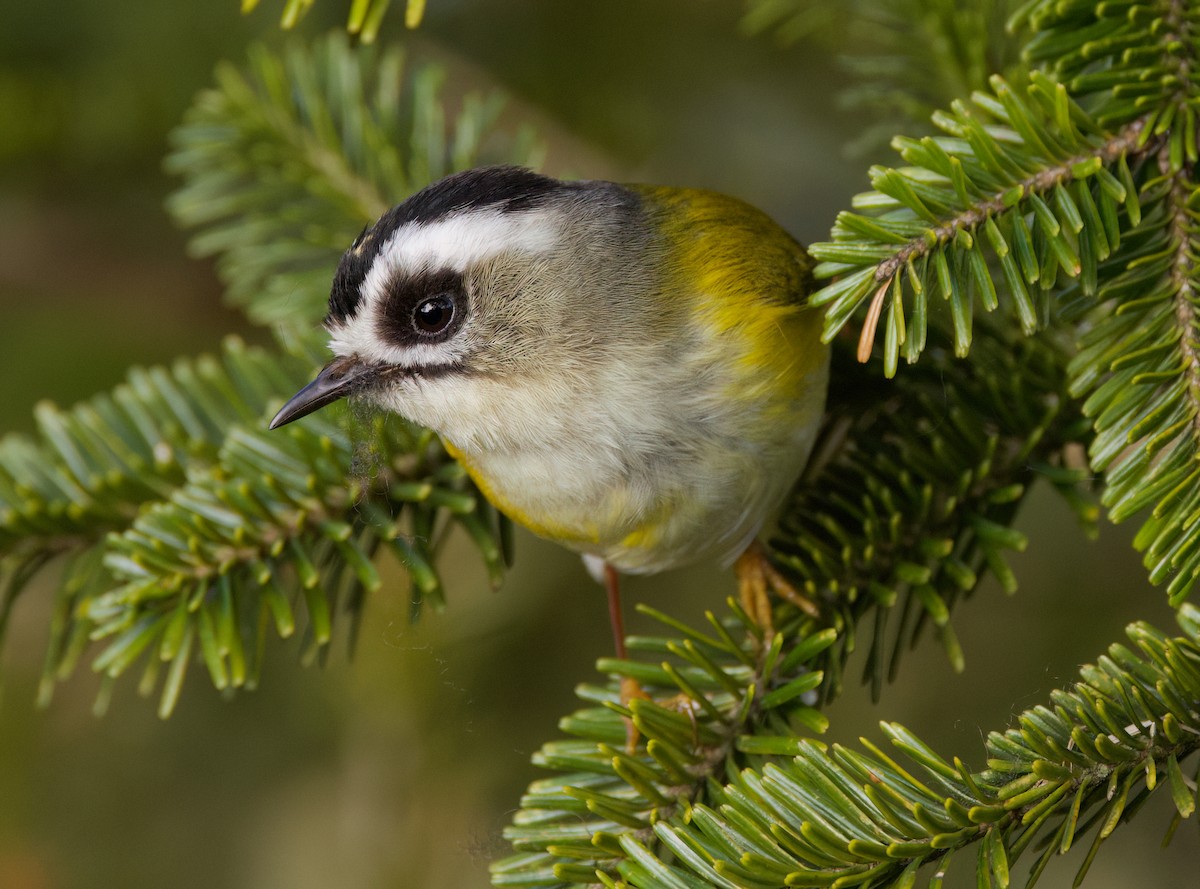 Flamecrest - ML636760823