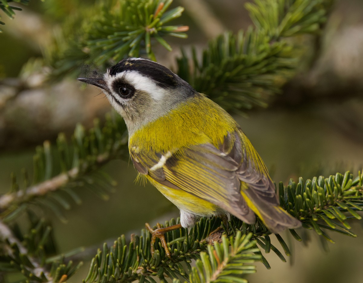 Flamecrest - ML636760824