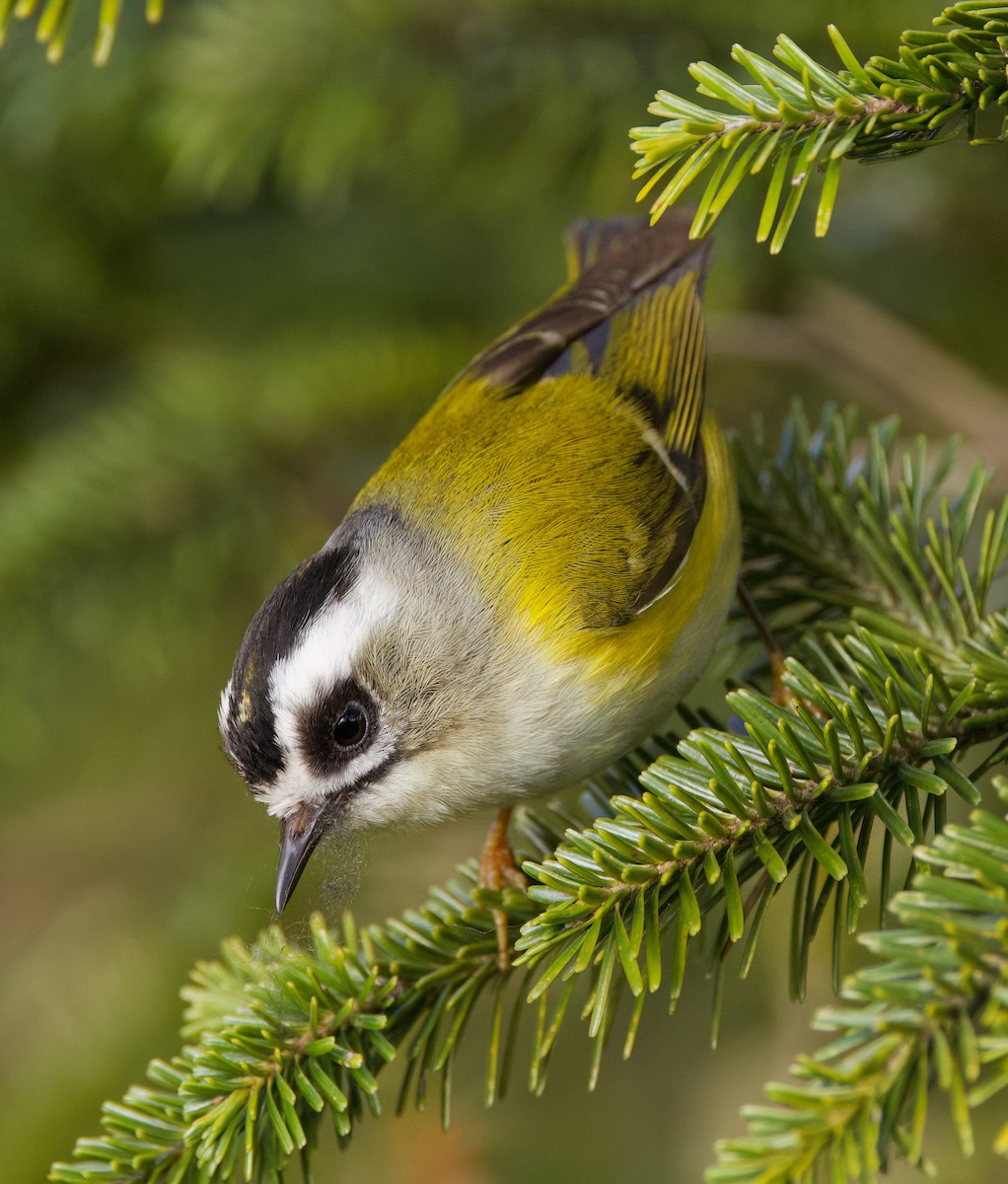 Flamecrest - ML636760825