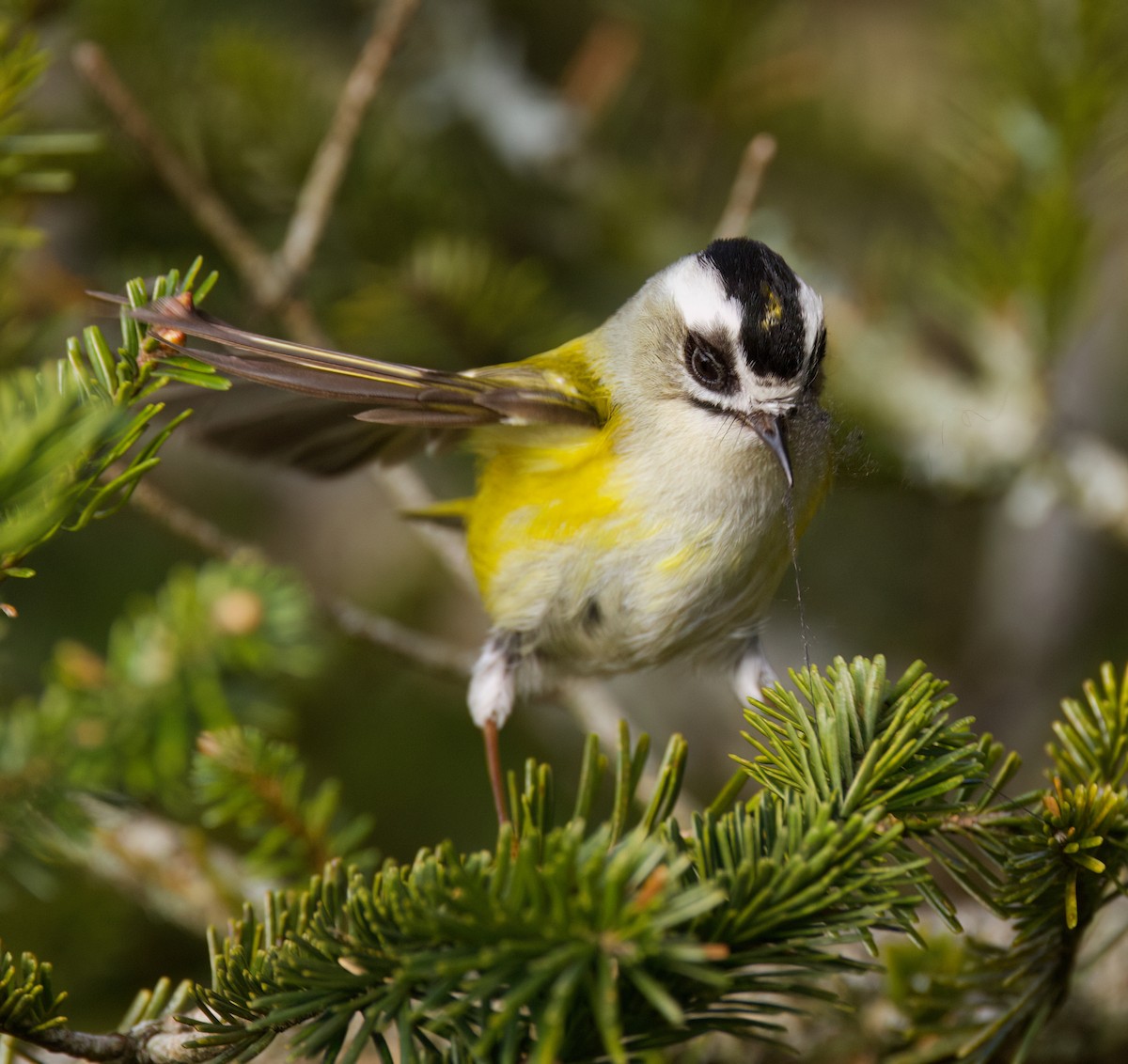 Flamecrest - ML636760826