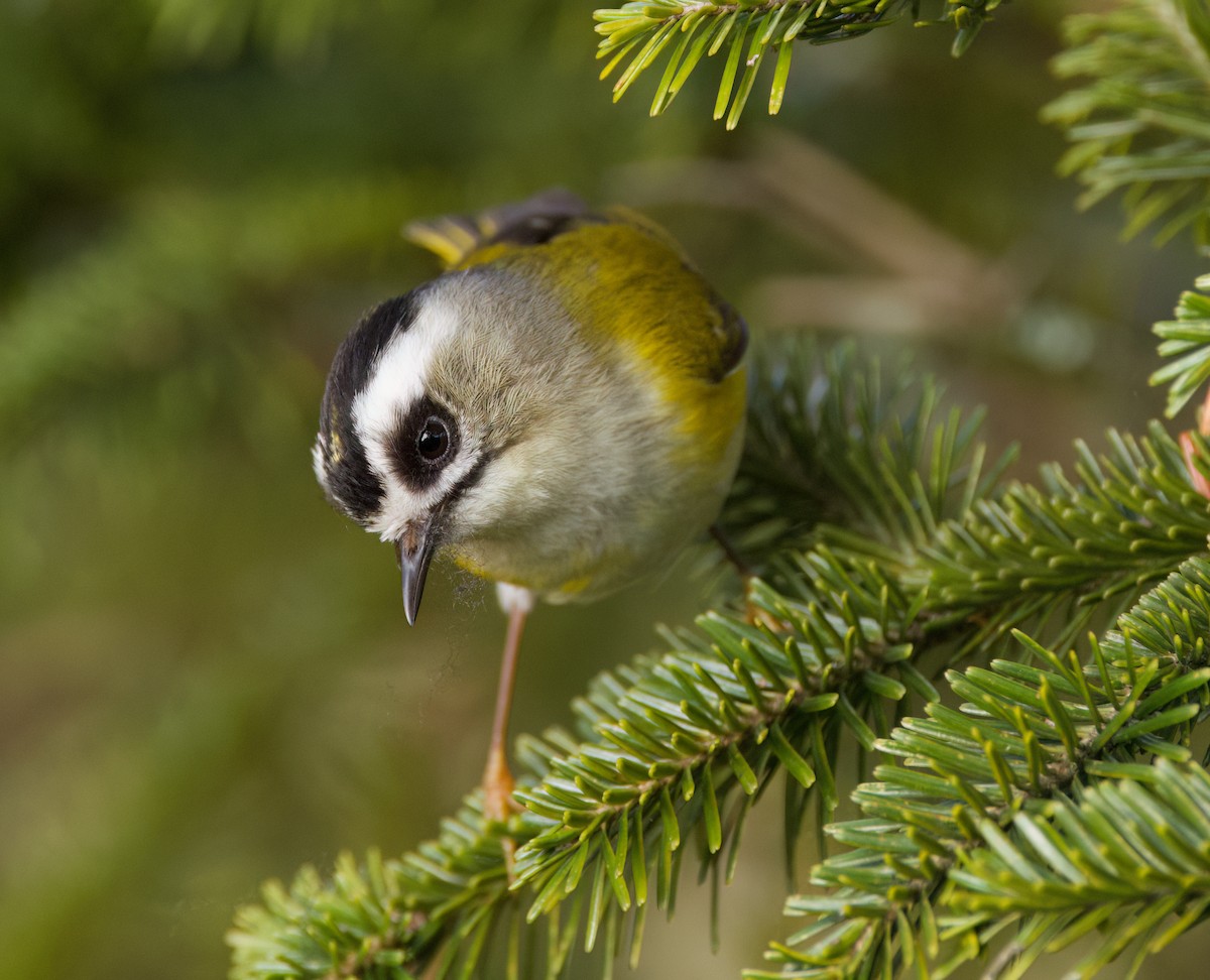 Flamecrest - ML636760827