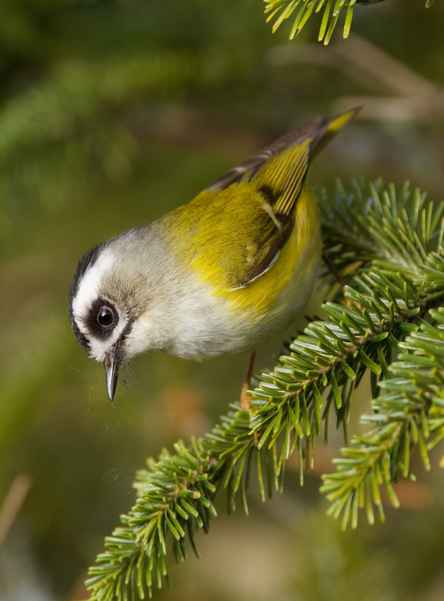 Flamecrest - ML636760828