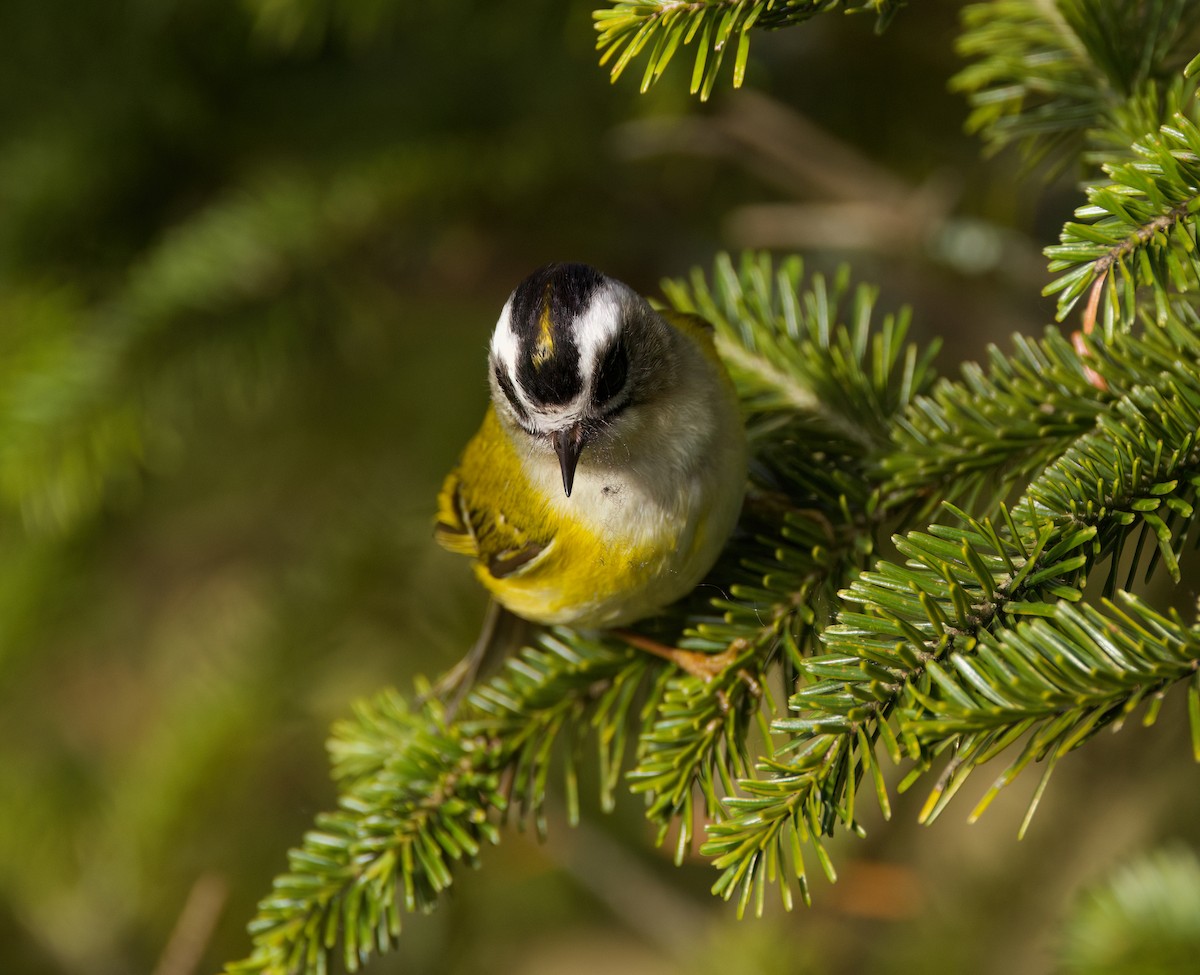 Flamecrest - ML636760829