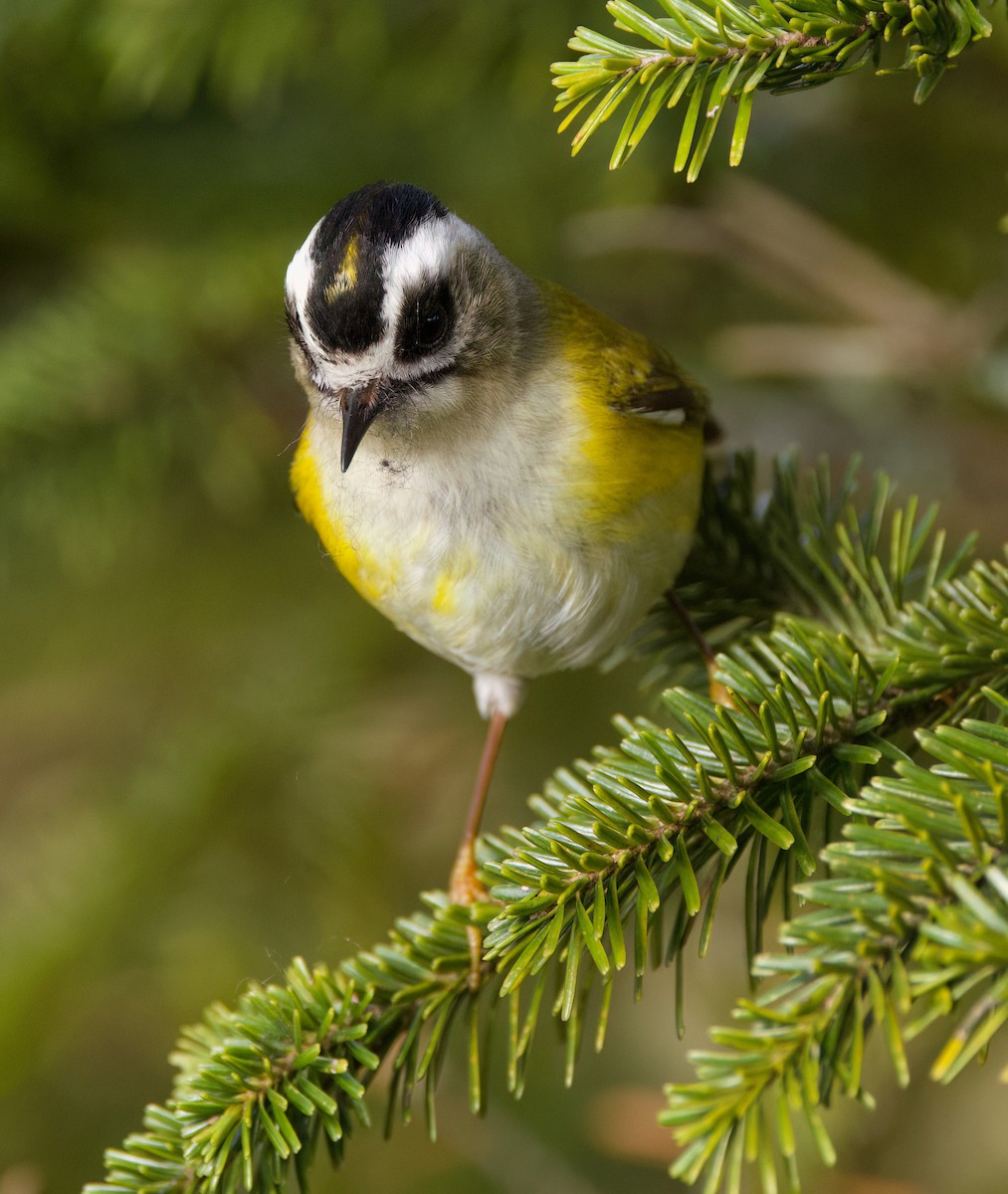 Flamecrest - ML636760830