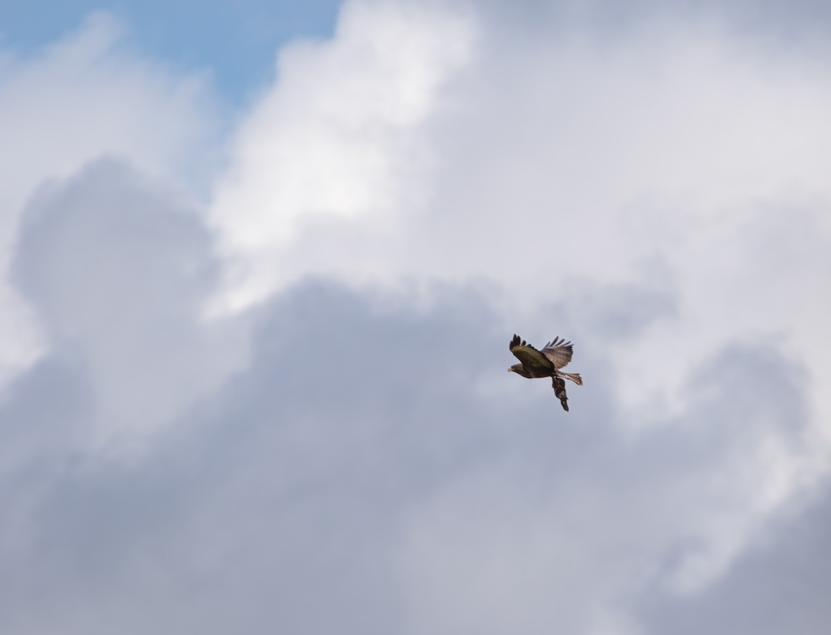 Common Buzzard - ML636760852