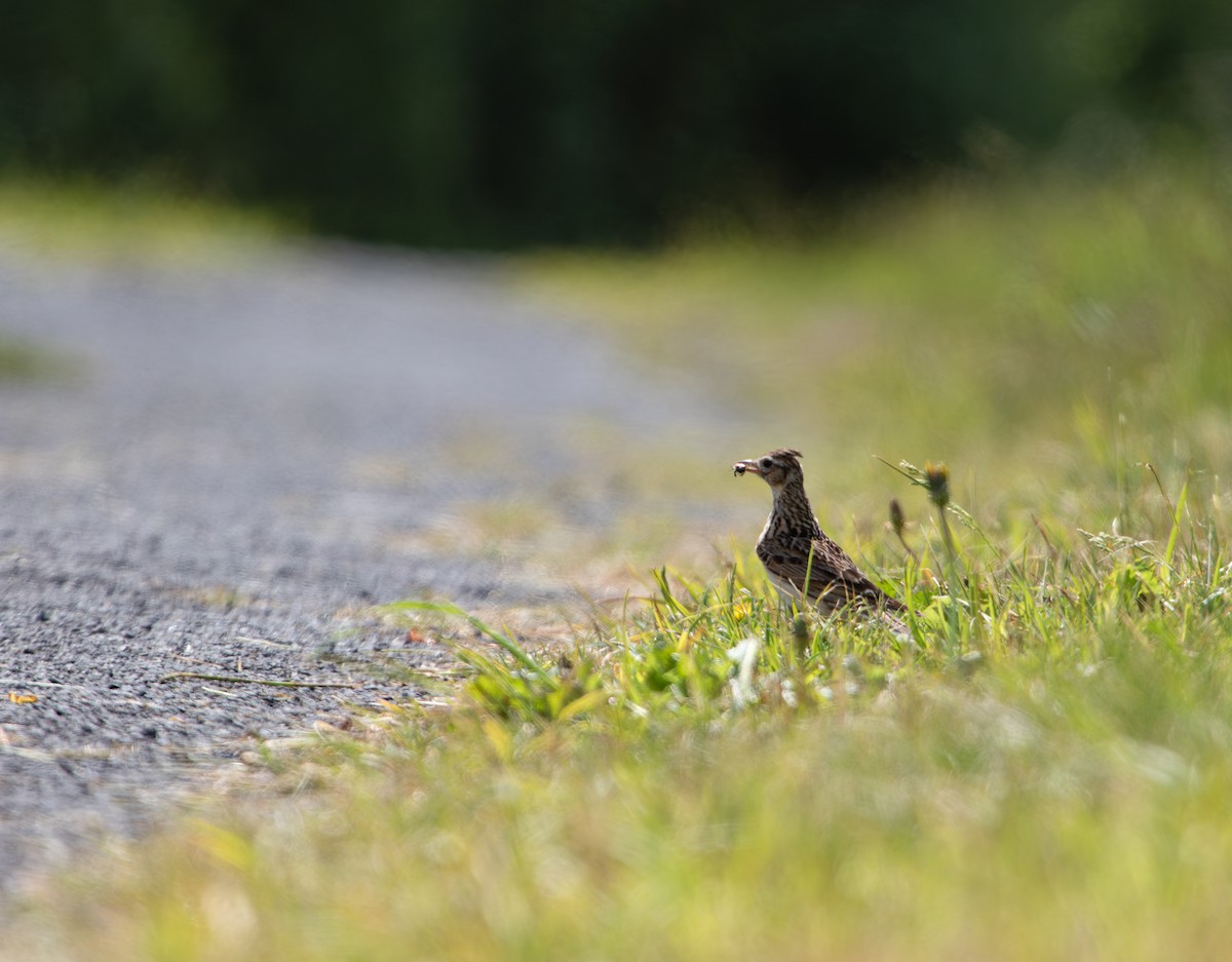 Eurasian Skylark - ML636760856