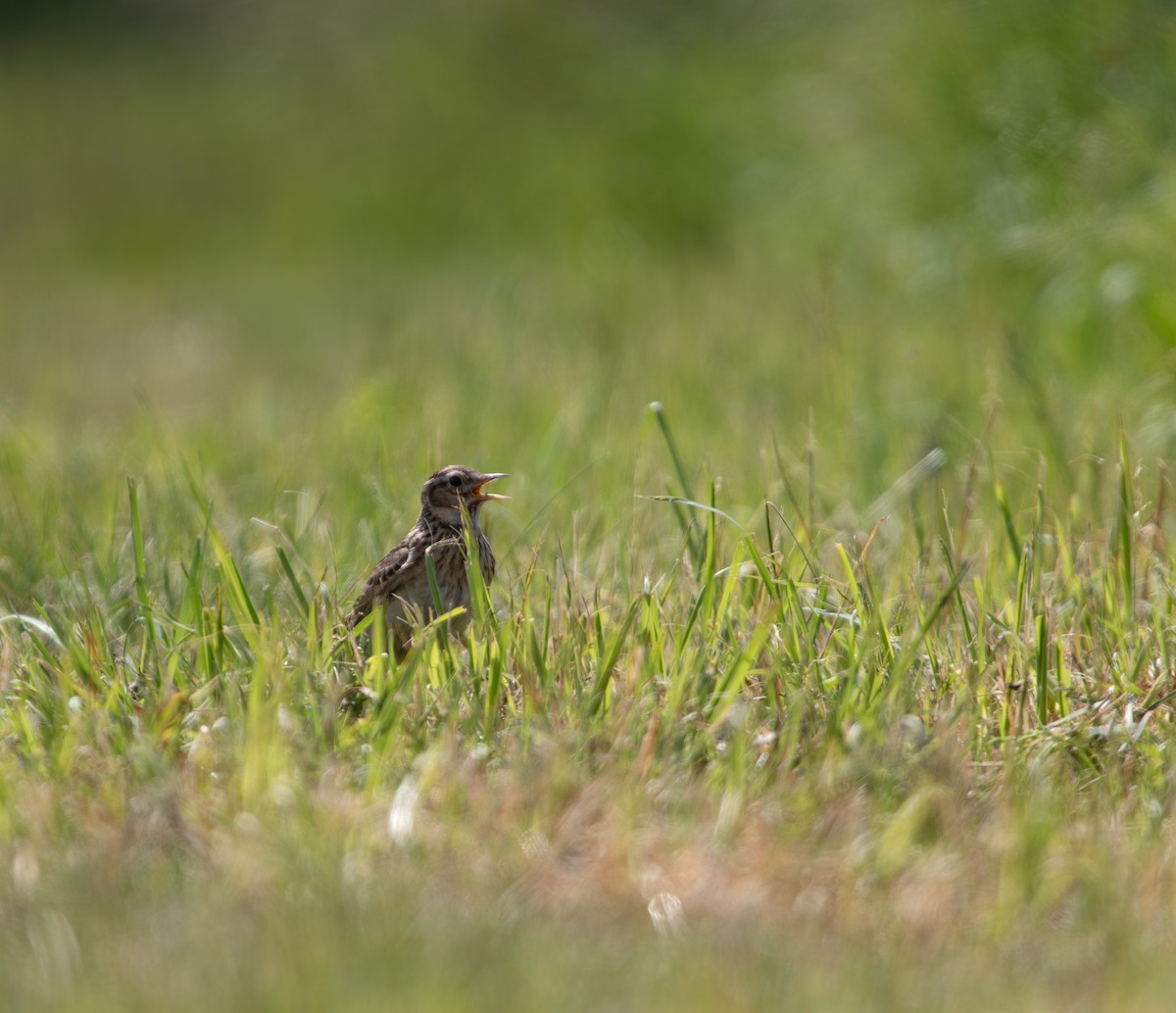 Eurasian Skylark - ML636760857