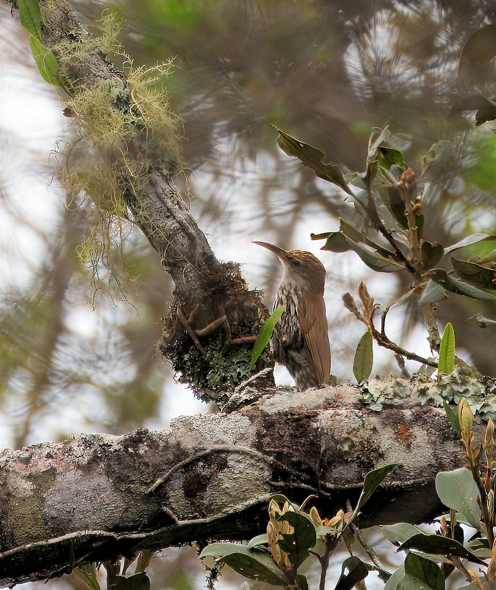 Scaled Woodcreeper (Scaled) - ML636760951