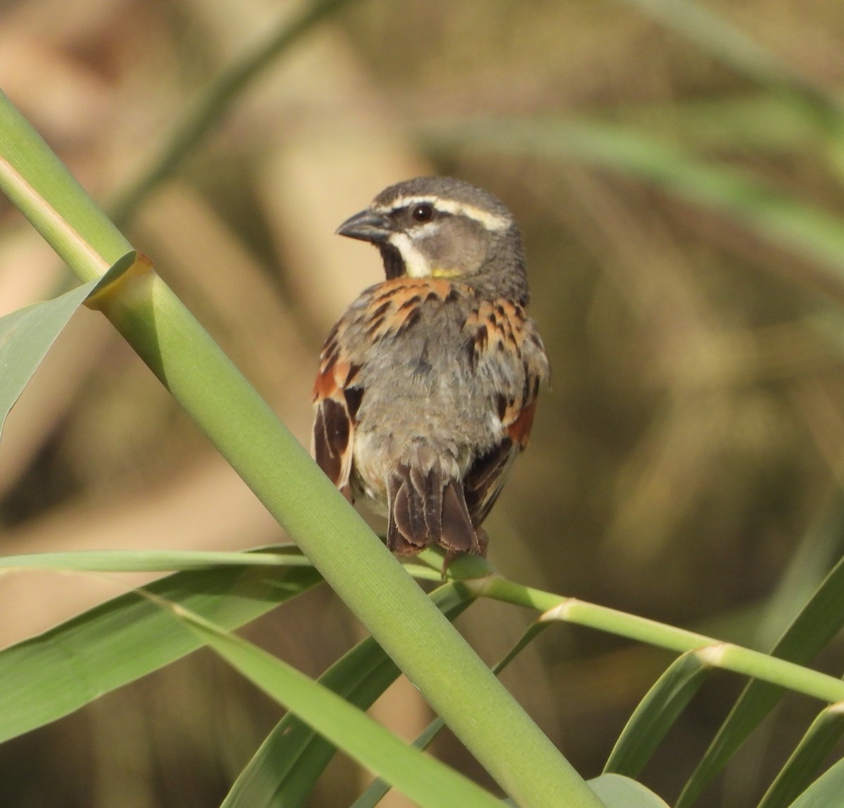 Dead Sea Sparrow - ML636760960