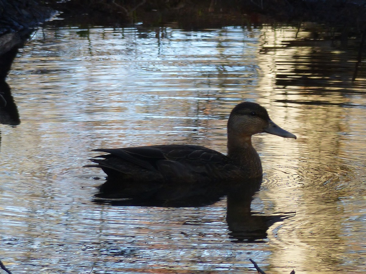 American Black Duck - ML636760997