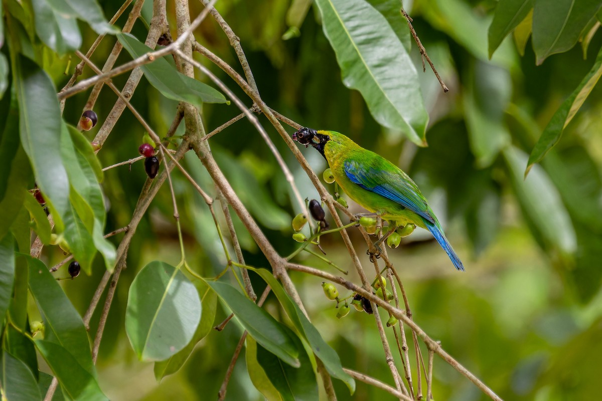 Blue-winged Leafbird - ML636761003