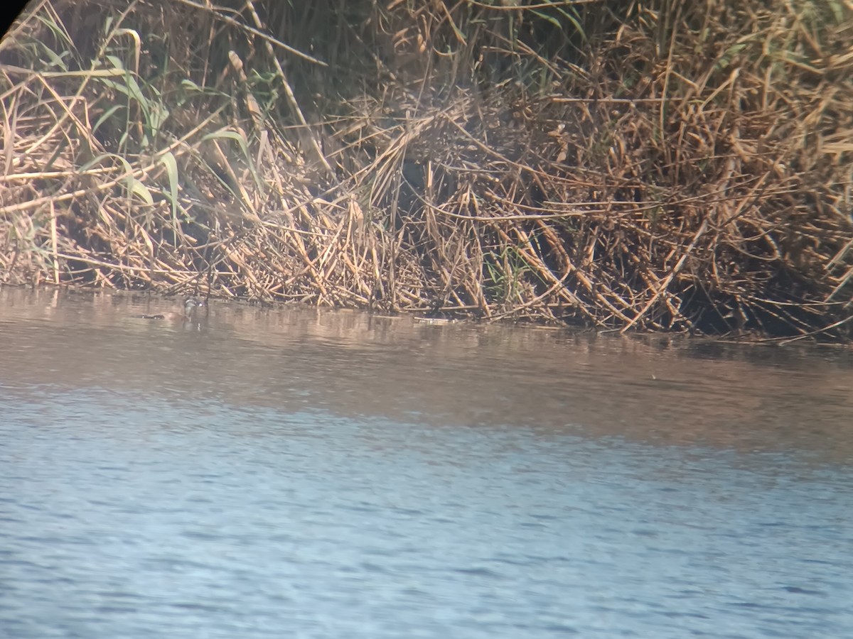 White-headed Duck - ML636761022