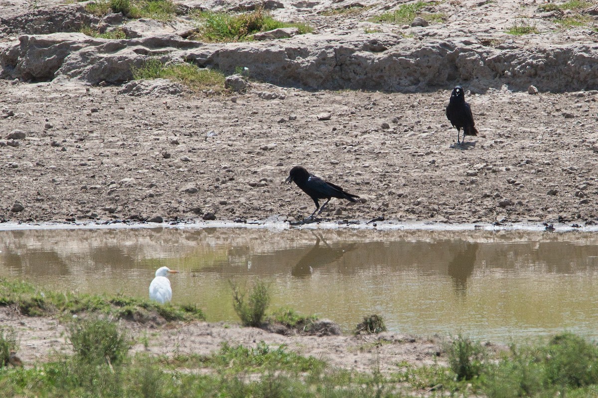 Cape Crow - ML636761043