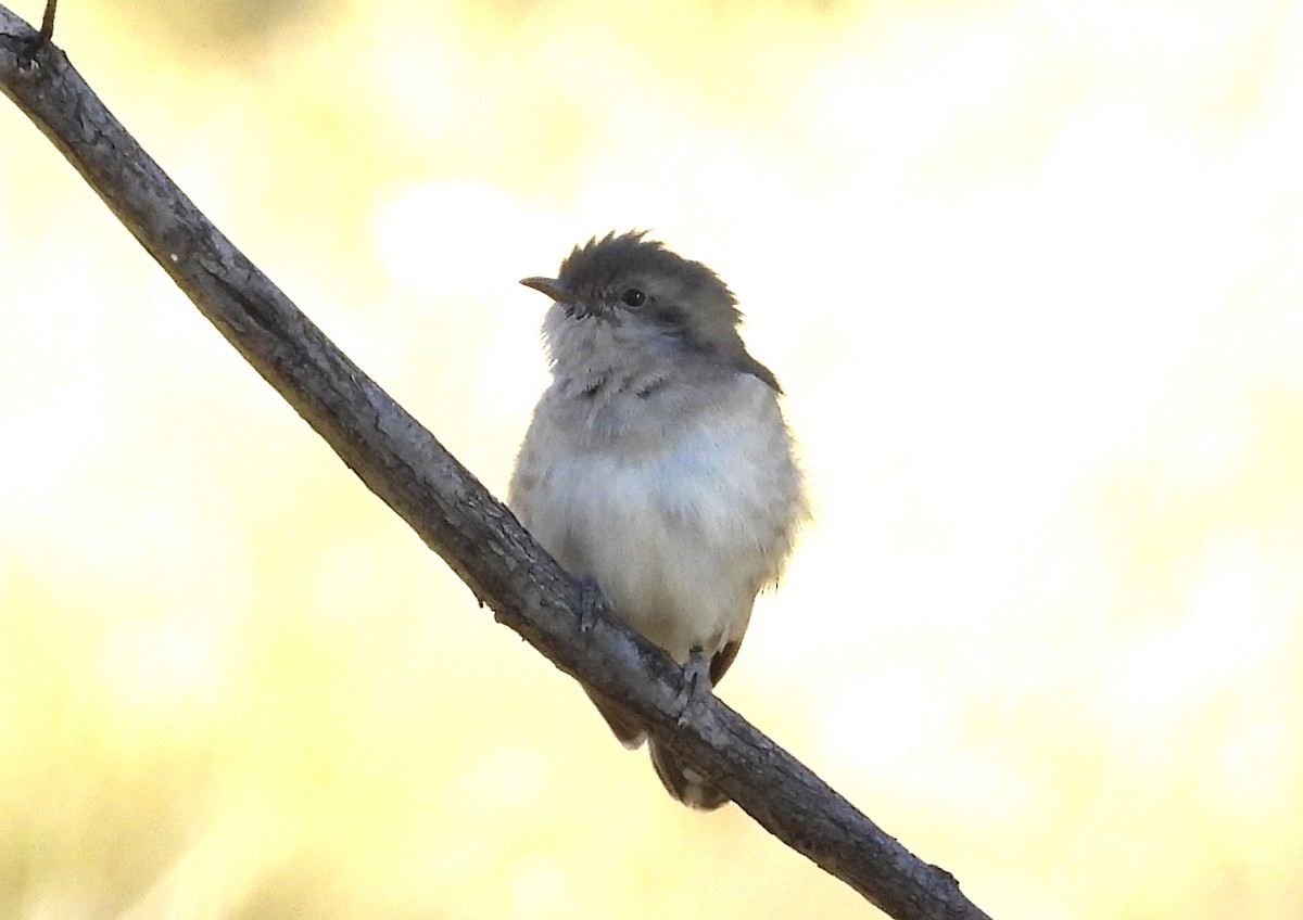 Black-eared Cuckoo - ML636761049
