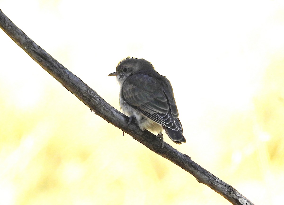 Black-eared Cuckoo - ML636761050