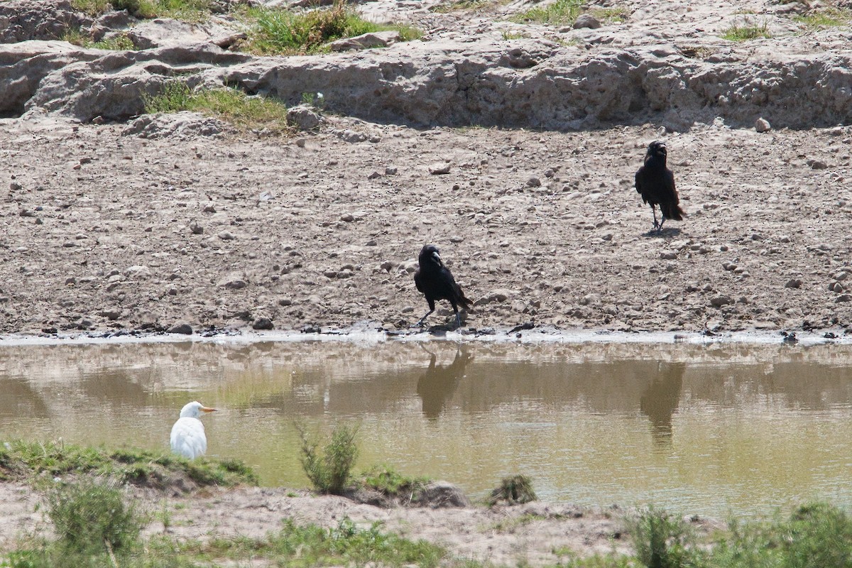 Cape Crow - ML636761051