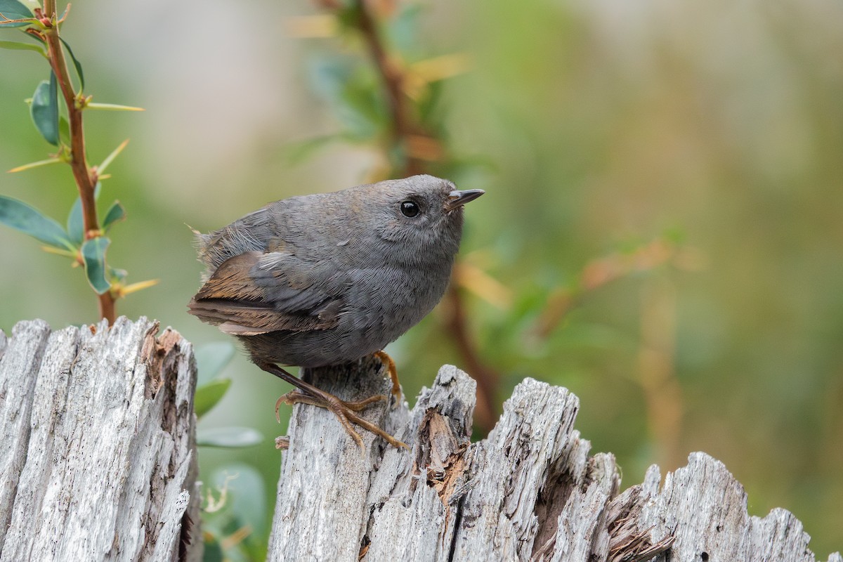 Magellanic Tapaculo - dvir rudnicki