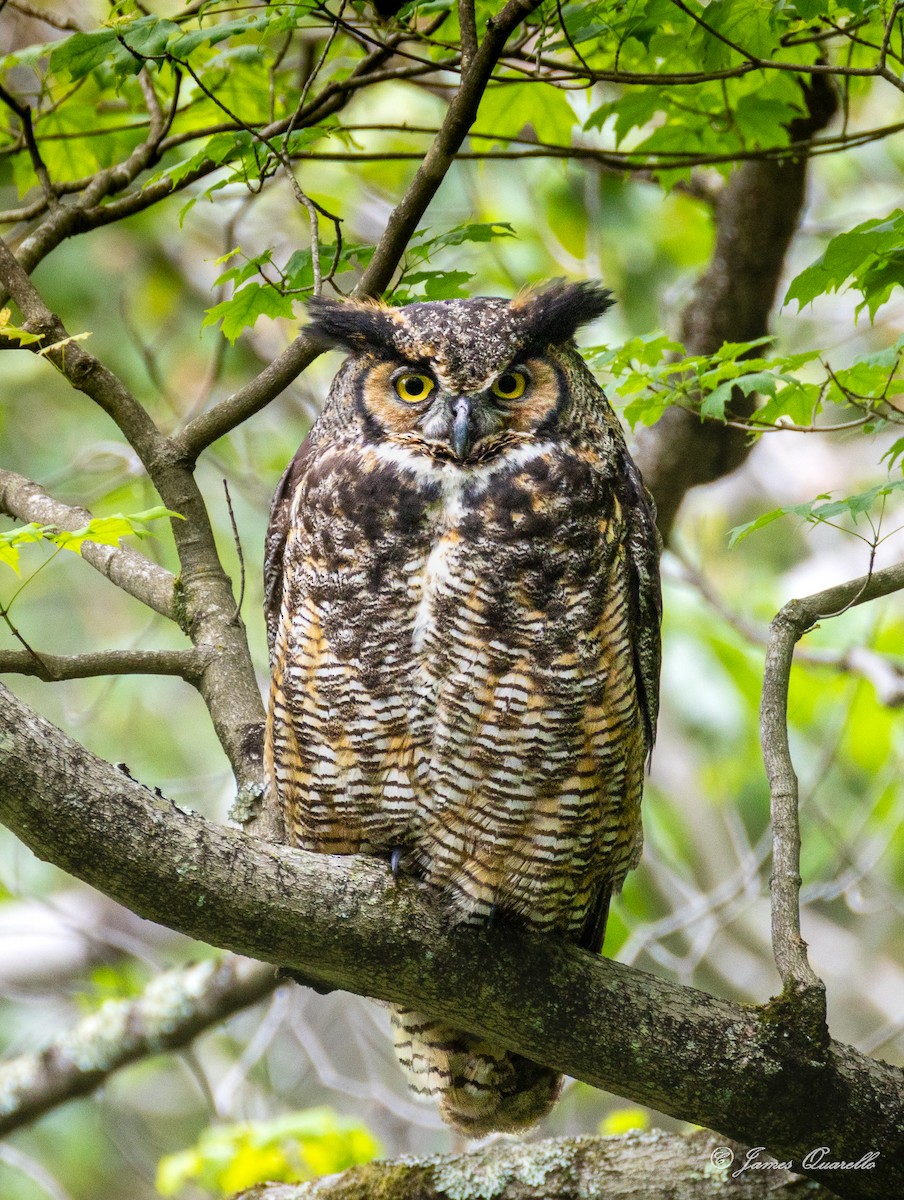Great Horned Owl - ML636761226